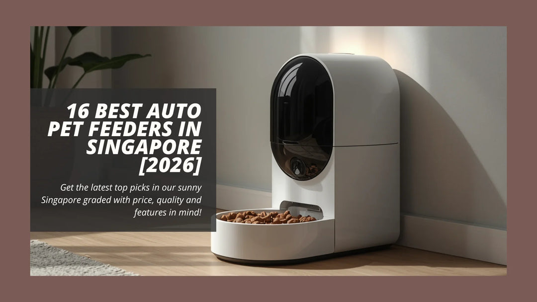 16 Best Auto Pet Feeders in Singapore [2026]