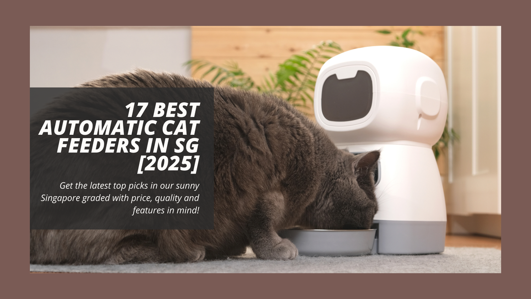 17 Best Automatic Cat Feeders in Singapore [2025]