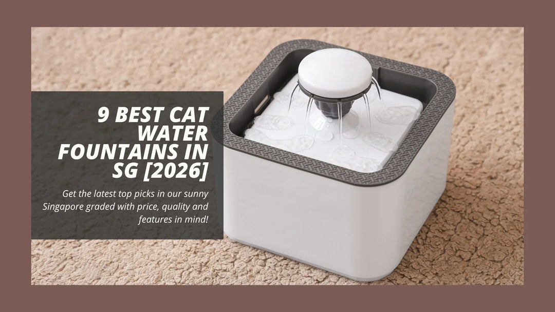 9 Best Cat Water Fountains in Singapore [2026]